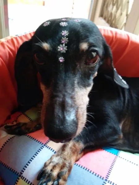 Cachorro ra a Daschaund idade 6 ou mais anos nome Tchuca