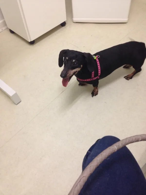 Cachorro ra a Daschaund idade 6 ou mais anos nome Tchuca