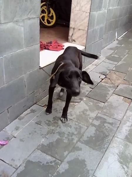 Cachorro ra a Labrador idade 7 a 11 meses nome bil