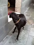 bil