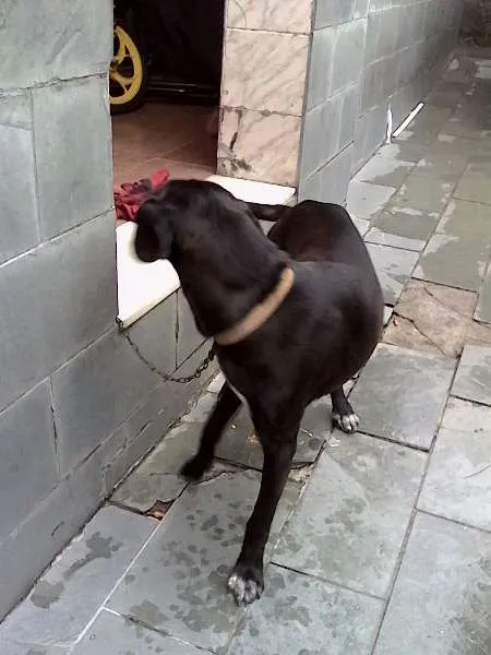 Cachorro ra a Labrador idade 7 a 11 meses nome bil