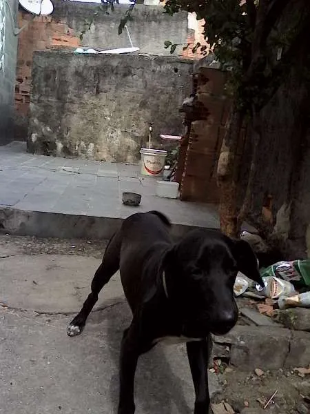 Cachorro ra a Labrador idade 7 a 11 meses nome bil