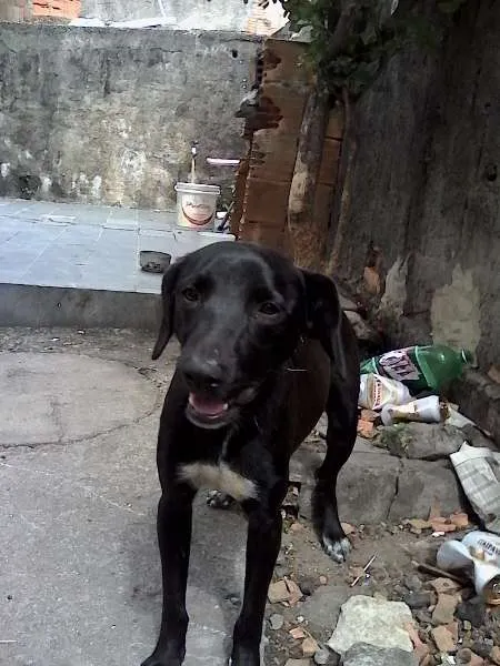 Cachorro ra a Labrador idade 7 a 11 meses nome bil