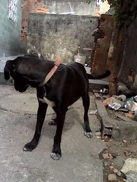 Cachorro ra a Labrador idade 7 a 11 meses nome bil