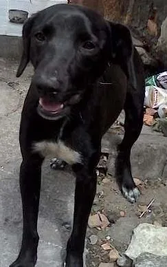 Cachorro raça Labrador idade 7 a 11 meses nome bil
