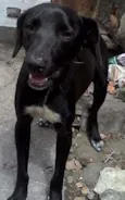 bil