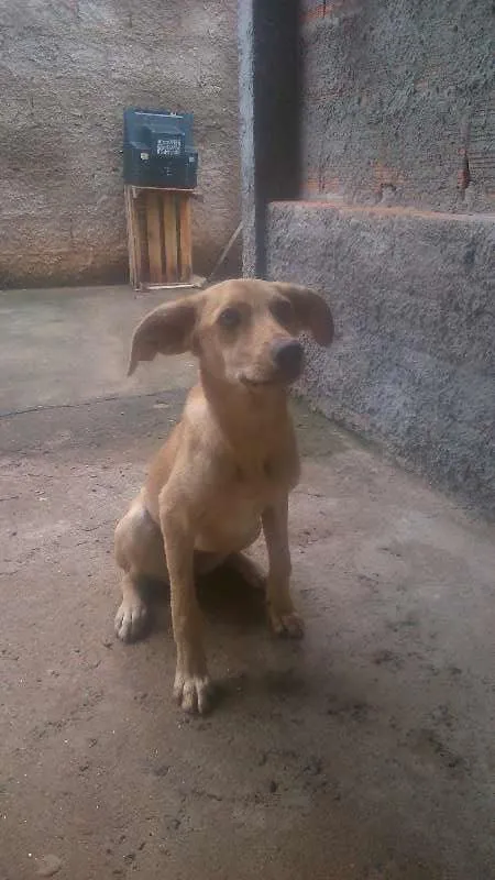Cachorro raça Vira-lata idade 7 a 11 meses nome Lilica