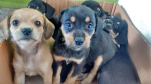 Cachorro raça VIRA-LATA idade Abaixo de 2 meses nome neném