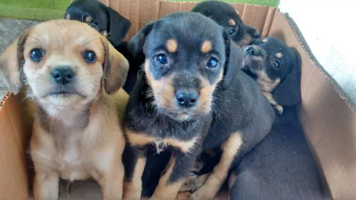 Cachorro ra a VIRA-LATA idade Abaixo de 2 meses nome neném