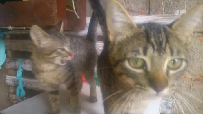 Gato raça ..... idade 2 a 6 meses nome .....