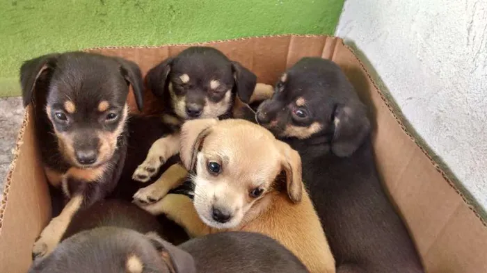 Cachorro ra a VIRA-LATA idade Abaixo de 2 meses nome neném