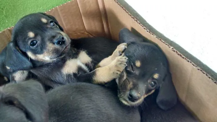 Cachorro ra a VIRA-LATA idade Abaixo de 2 meses nome neném