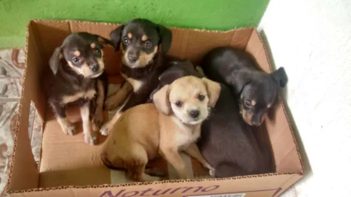 Cachorro ra a VIRA-LATA idade Abaixo de 2 meses nome neném