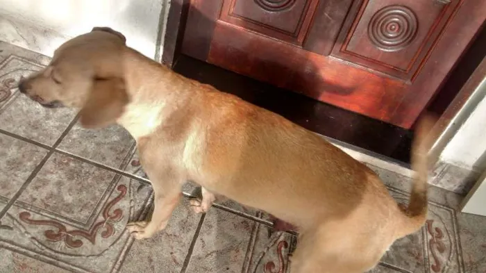 Cachorro ra a VIRA-LATA idade Abaixo de 2 meses nome neném