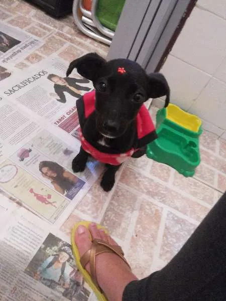 Cachorro ra a Vira lata idade 2 a 6 meses nome Sem nome