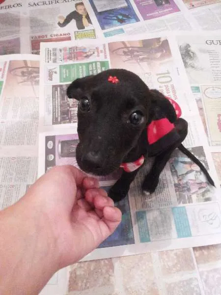 Cachorro ra a Vira lata idade 2 a 6 meses nome Sem nome