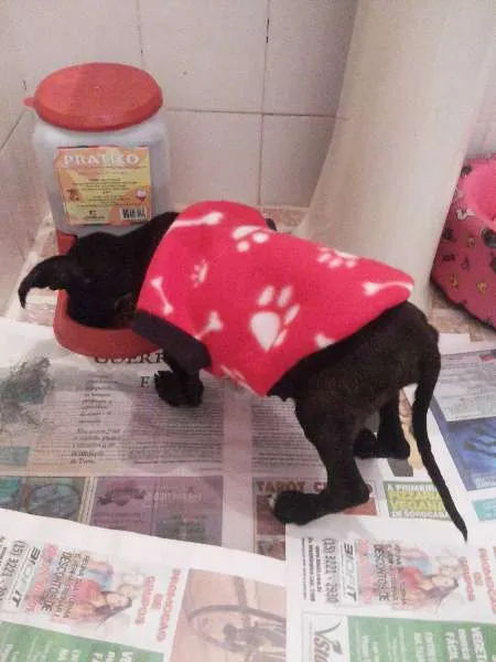 Cachorro ra a Vira lata idade 2 a 6 meses nome Sem nome