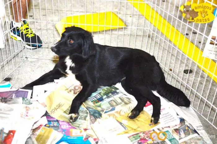 Cachorro ra a Mix Border Colie idade 2 anos nome Brenda