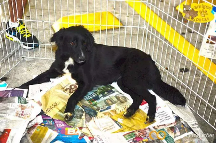 Cachorro ra a Mix Border Colie idade 2 anos nome Brenda
