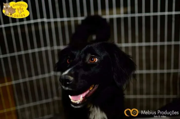 Cachorro ra a Mix Border Colie idade 2 anos nome Brenda