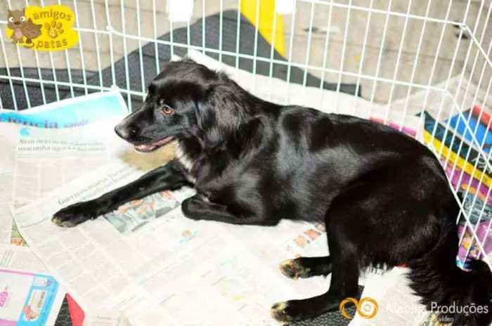 Cachorro ra a Mix Border Colie idade 2 anos nome Brenda