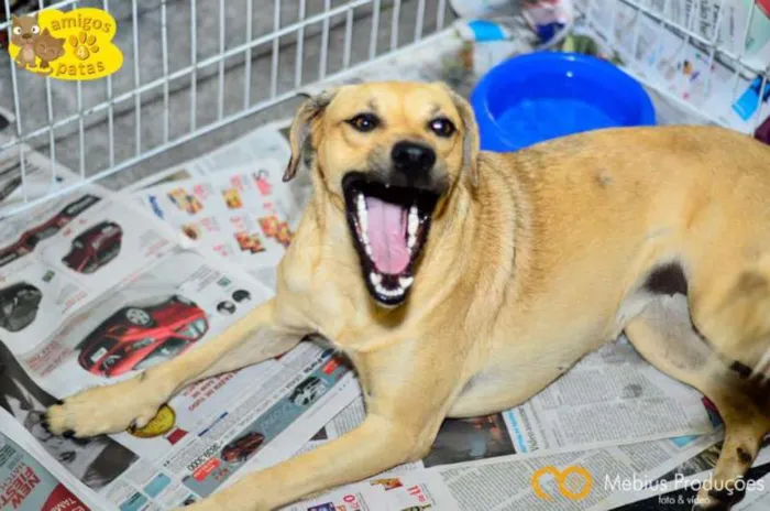 Cachorro ra a SRD idade 2 anos nome Granola