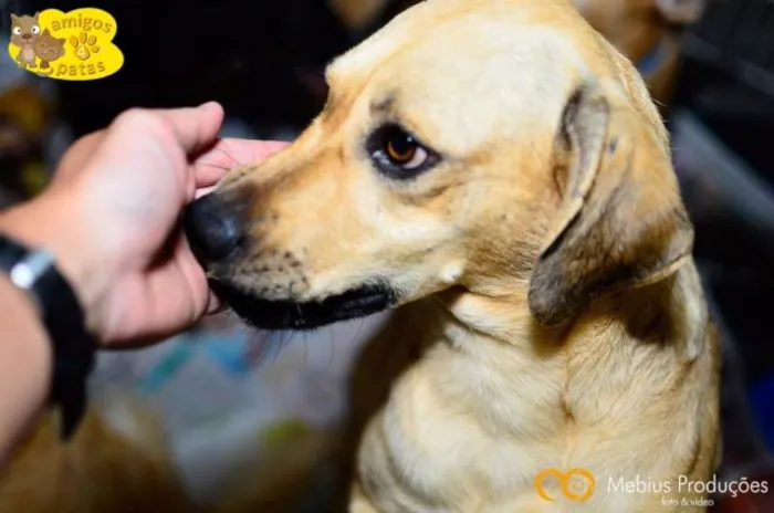 Cachorro ra a SRD idade 2 anos nome Granola