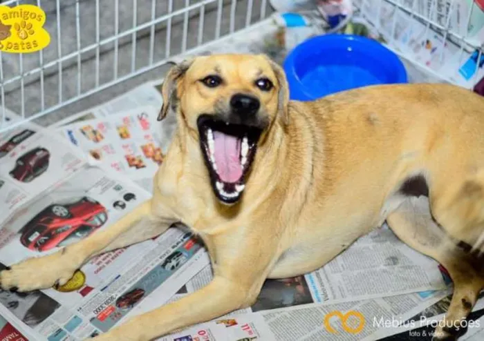 Cachorro ra a SRD idade 2 anos nome Granola