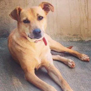 Cachorro raça SRD idade 3 anos nome Fiona