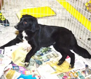 Cachorro raça Mix Border Colie idade 2 anos nome Brenda