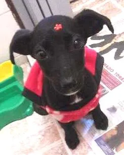 Cachorro ra a Vira lata idade 2 a 6 meses nome Sem nome