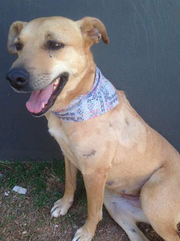 Cachorro raça SRD idade 3 anos nome Fiona