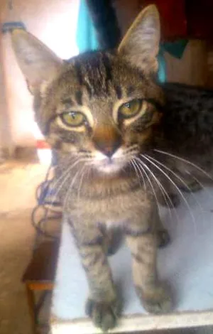 Gato raça ..... idade 2 a 6 meses nome .....