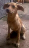 Lilica