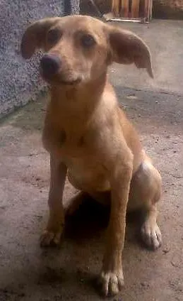 Cachorro raça Vira-lata idade 7 a 11 meses nome Lilica