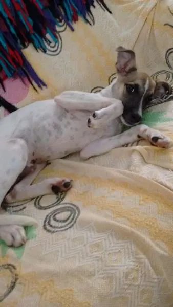 Cachorro ra a Jack russell terrier idade 7 a 11 meses nome scooby