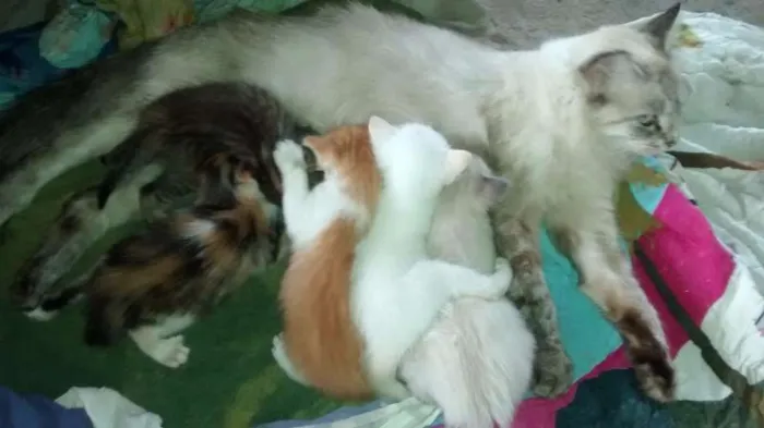 Gato raça  idade Abaixo de 2 meses nome sem nome