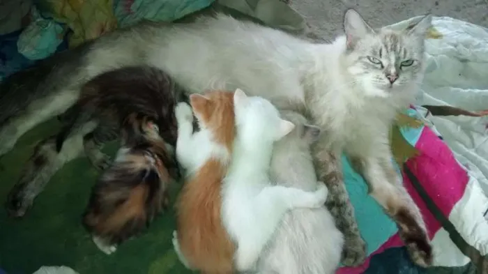 Gato raça  idade Abaixo de 2 meses nome sem nome