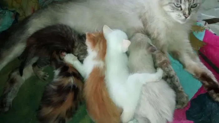 Gato raça  idade Abaixo de 2 meses nome sem nome