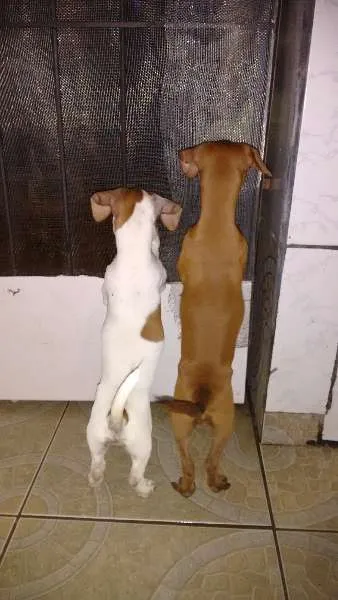Cachorro ra a Salsichinha idade 2 a 6 meses nome Hank