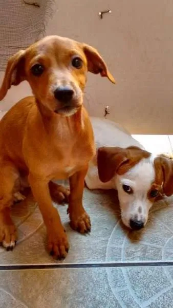 Cachorro ra a Salsichinha idade 2 a 6 meses nome Hank