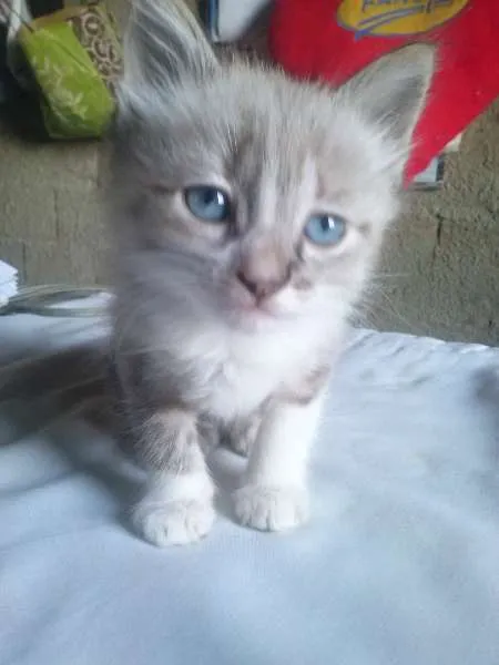 Gato ra a Misto de siames idade Abaixo de 2 meses nome Sem Nome
