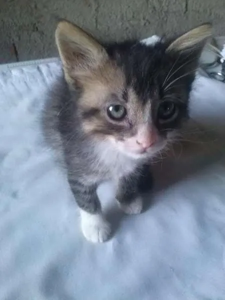 Gato ra a Misto de siames idade Abaixo de 2 meses nome Sem Nome