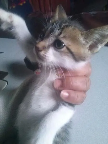 Gato ra a Misto de siames idade  nome Filhote