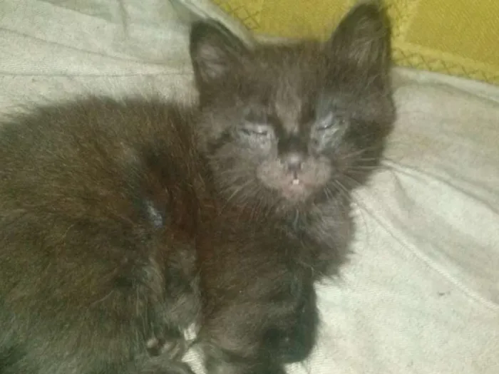Gato ra a Misto de siames idade Abaixo de 2 meses nome Filhote