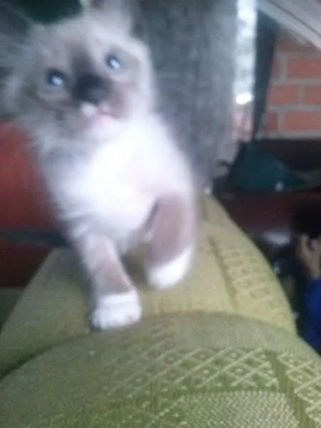 Gato ra a Misto de siames idade Abaixo de 2 meses nome Filhote