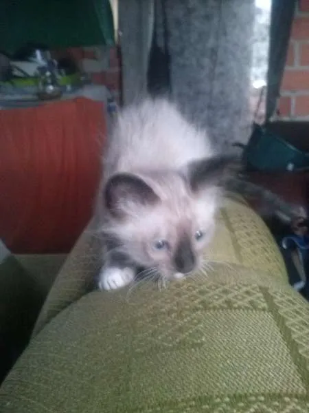 Gato ra a Misto de siames idade Abaixo de 2 meses nome Filhote