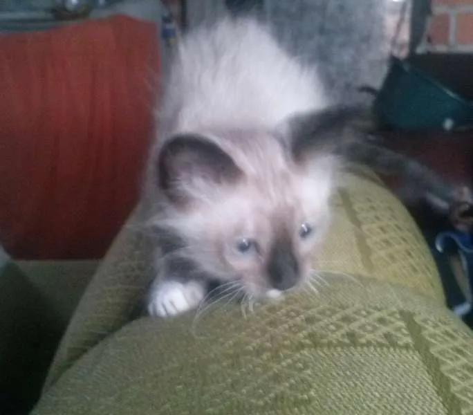 Gato ra a Misto de siames idade Abaixo de 2 meses nome Filhote