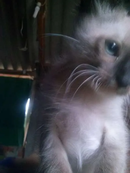 Gato ra a Misto de siames idade Abaixo de 2 meses nome Filhote