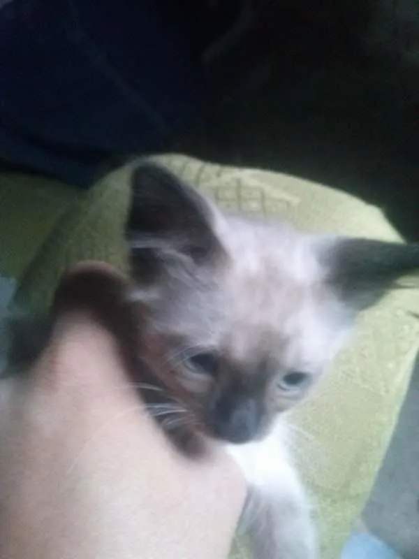 Gato ra a Misto de siames idade Abaixo de 2 meses nome Filhote